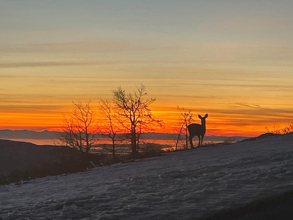 Deer at Sunset