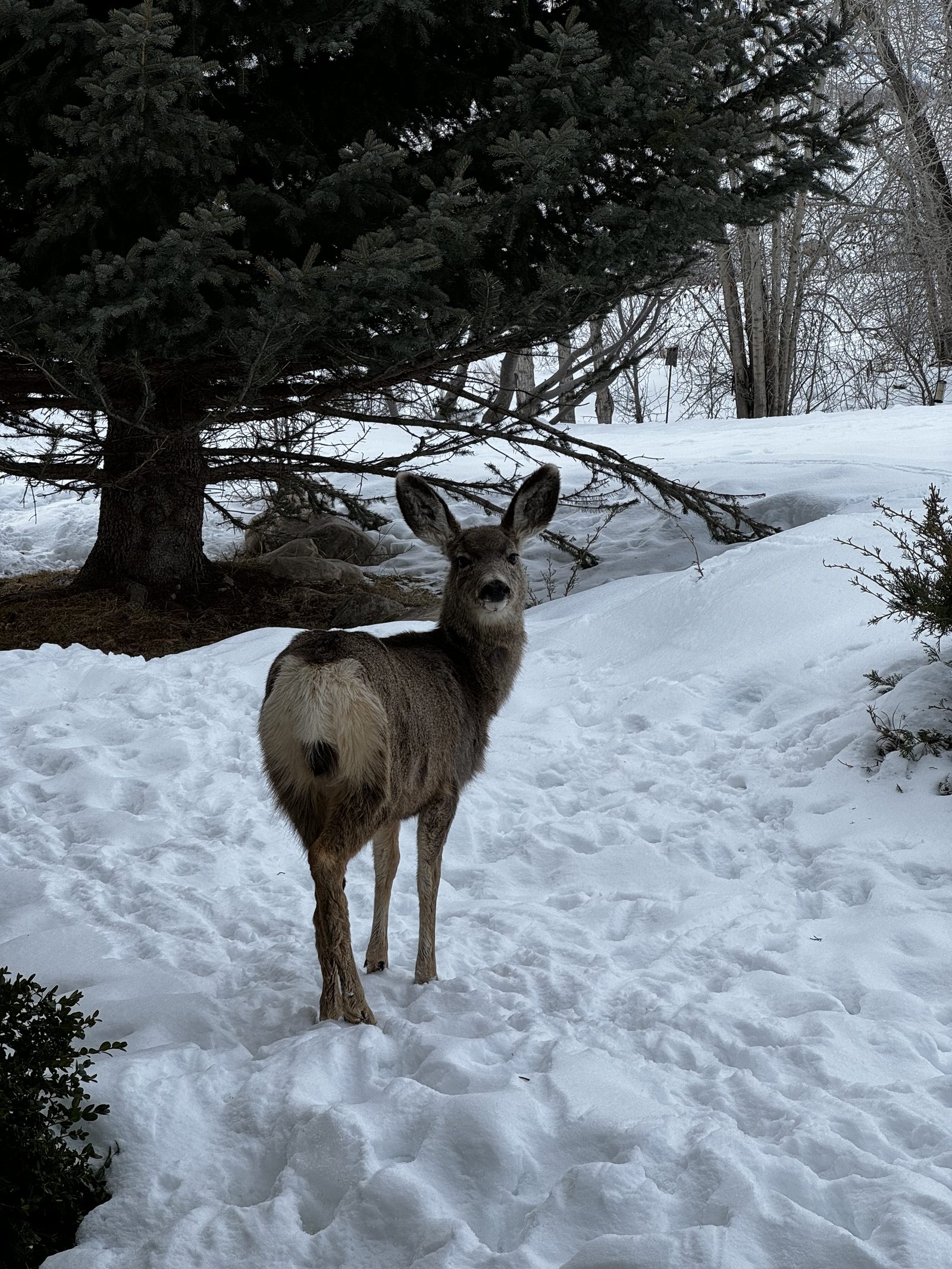 Deer in the Snow