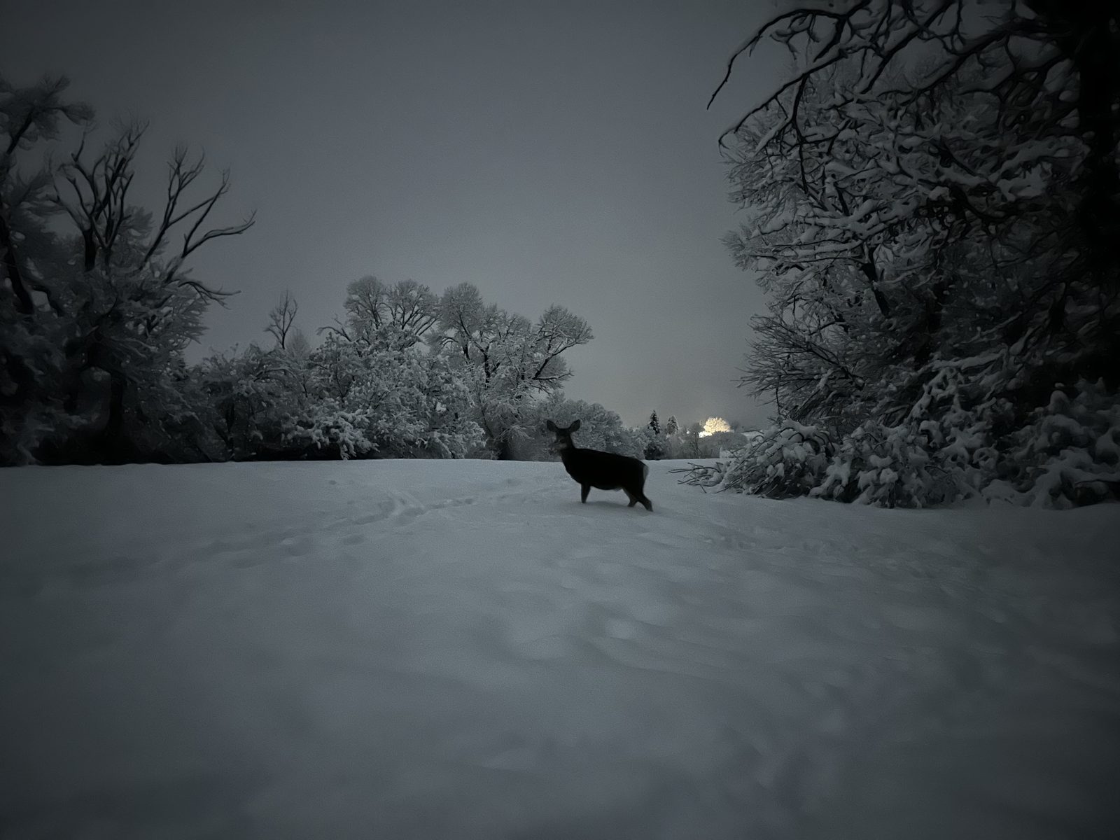 Dusk in the Meadow