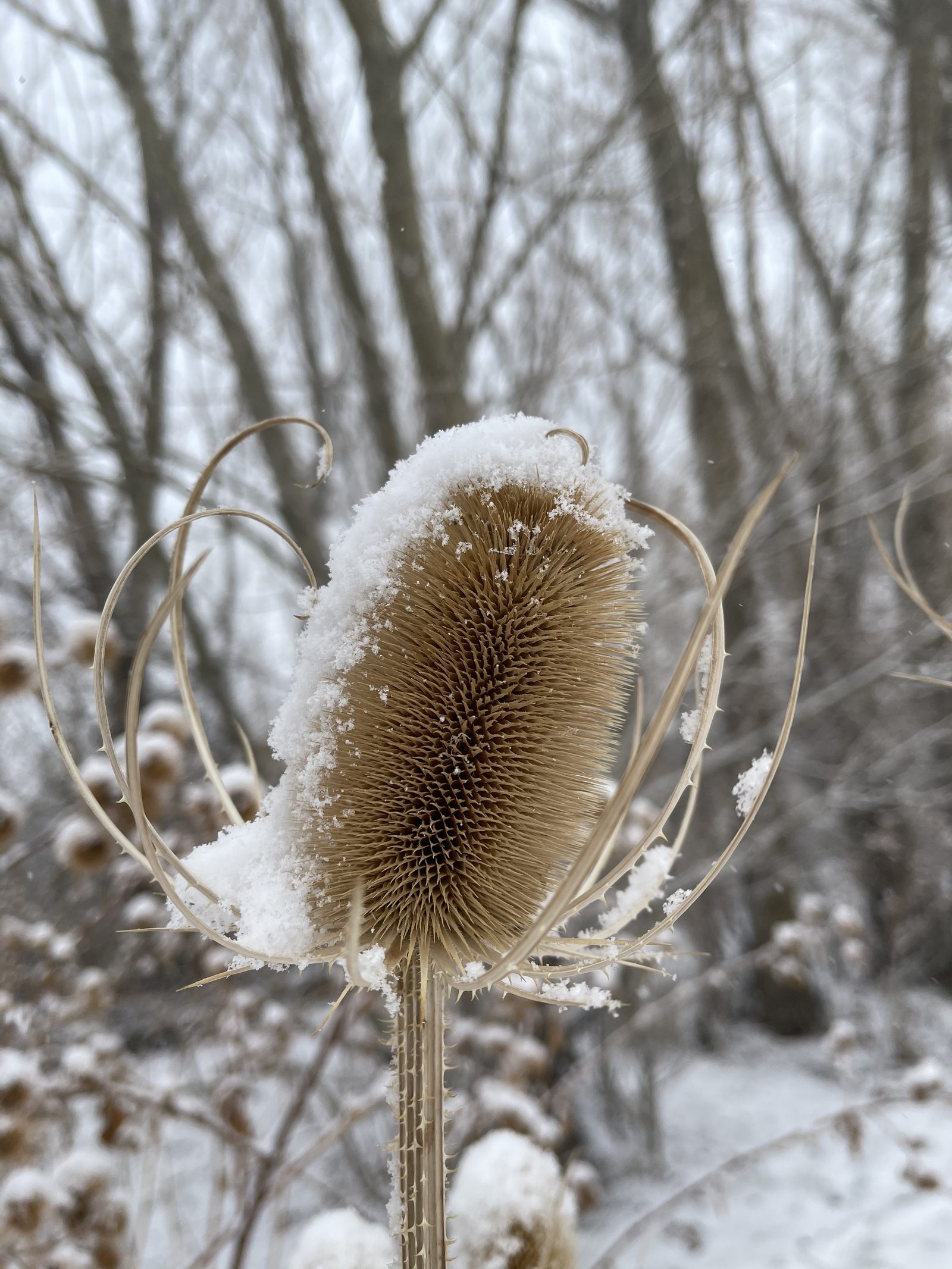 Winter Detail