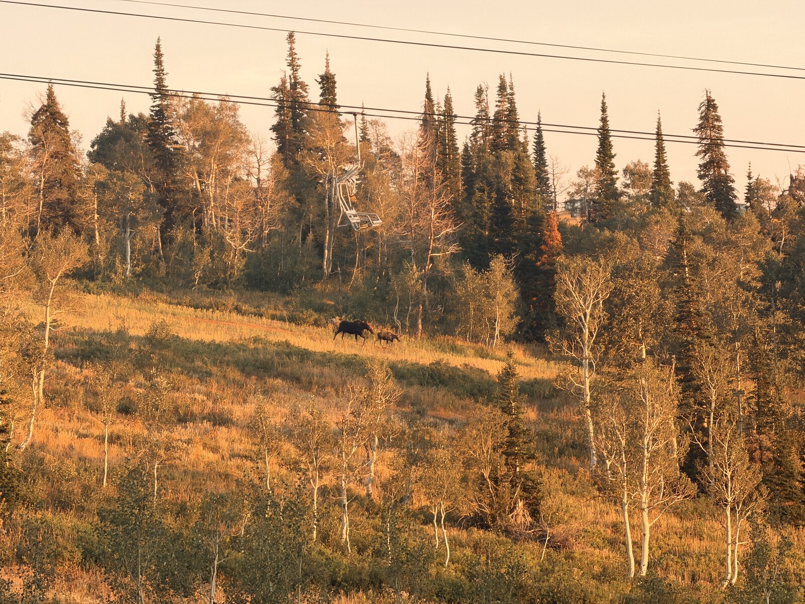 Alpine meadow and wildlife at golden hour